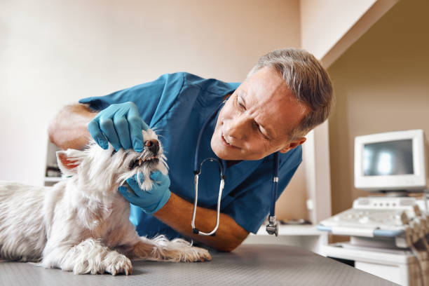  Braddock Heights, MD Emergency Dentist Pros
